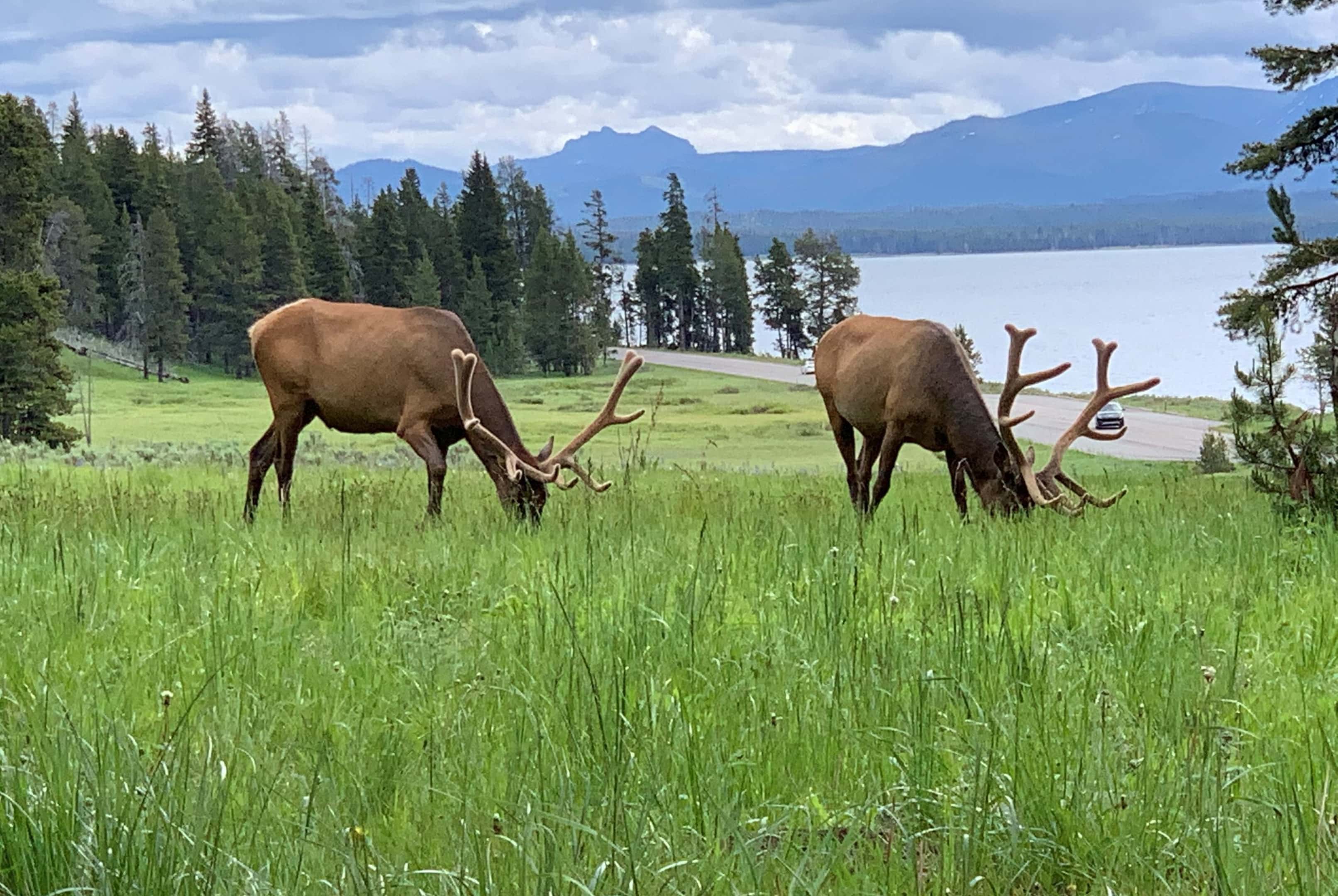 yellowstone elk scaled e1642086189949